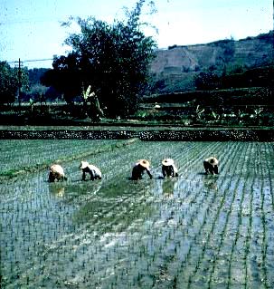 Weeding a flooded rice paddy by hand