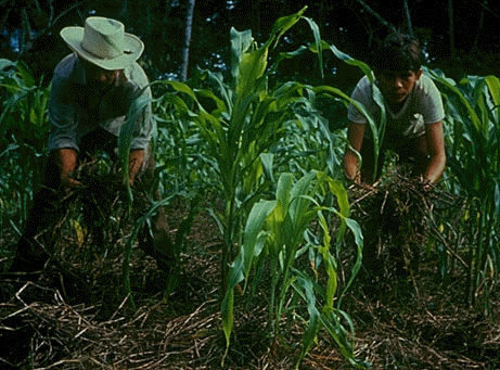Maize growing through mucuna mulch (mulch being shown by farmers)  (Picture courtesy Roland Bunch)