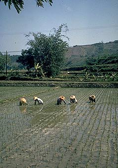 Weeding a flooded rice paddy by hand